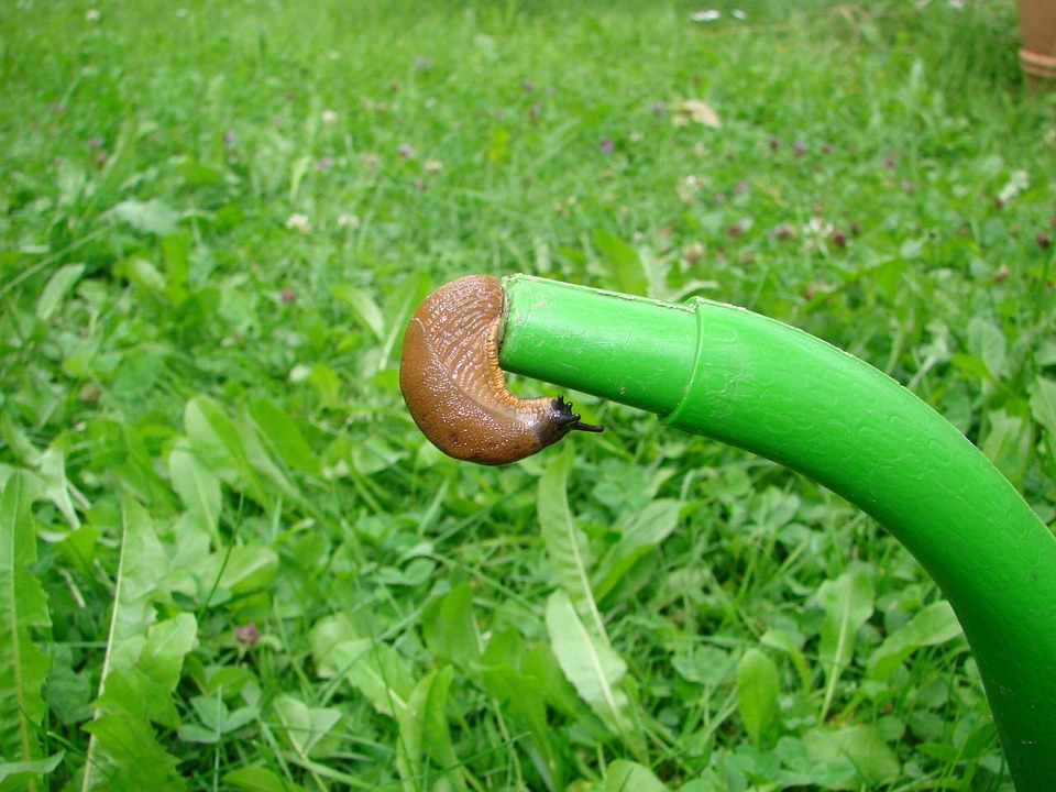 Tipy, jak se zbavit slimáků na zahradě