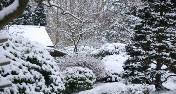 Jak udržovat zahradu v zimě? Tyto mýty neplatí!