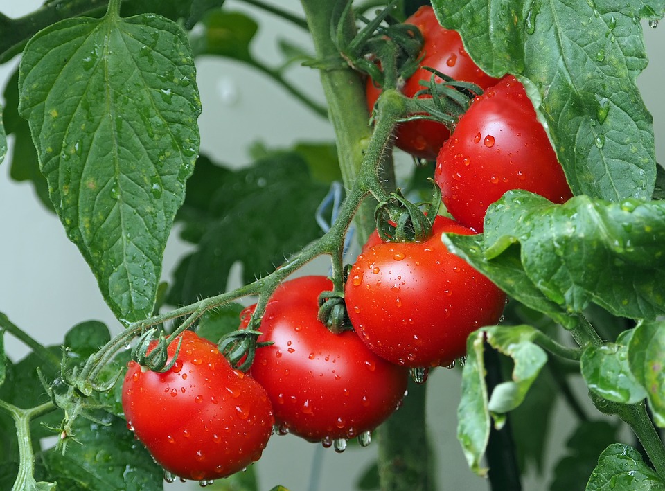Vlastní rajčata – jak je snadně vypěstovat?