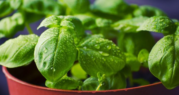 Pěstujte bylinky na balkoně – jak na to?