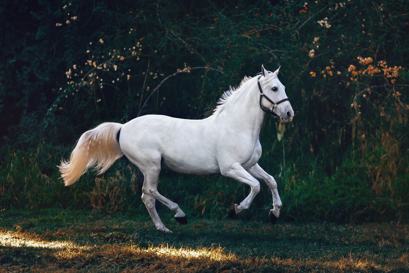 Kvalitní kloubní výživa pro koně ochrání zdraví vašich koní