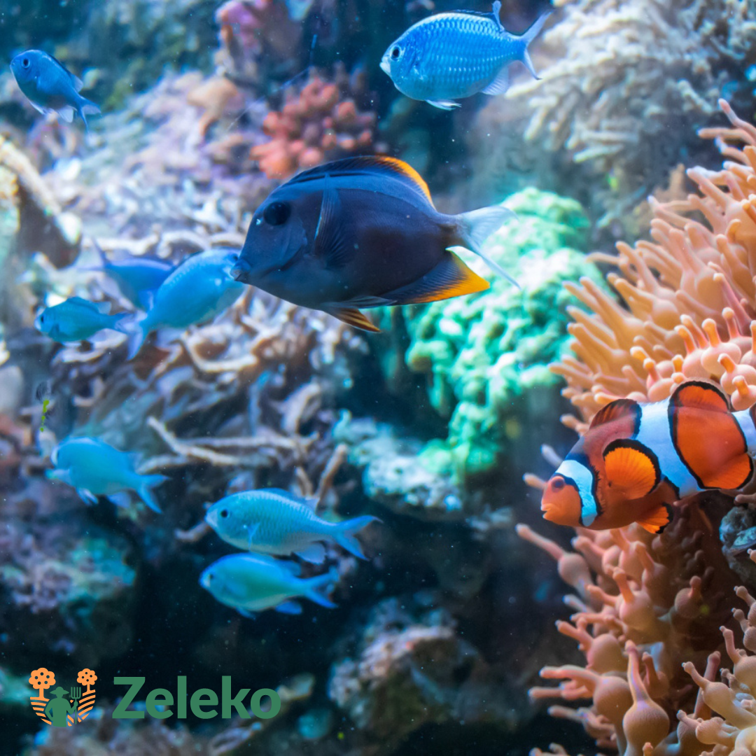 Jak pečovat o akvárium přirozeně a ekologicky